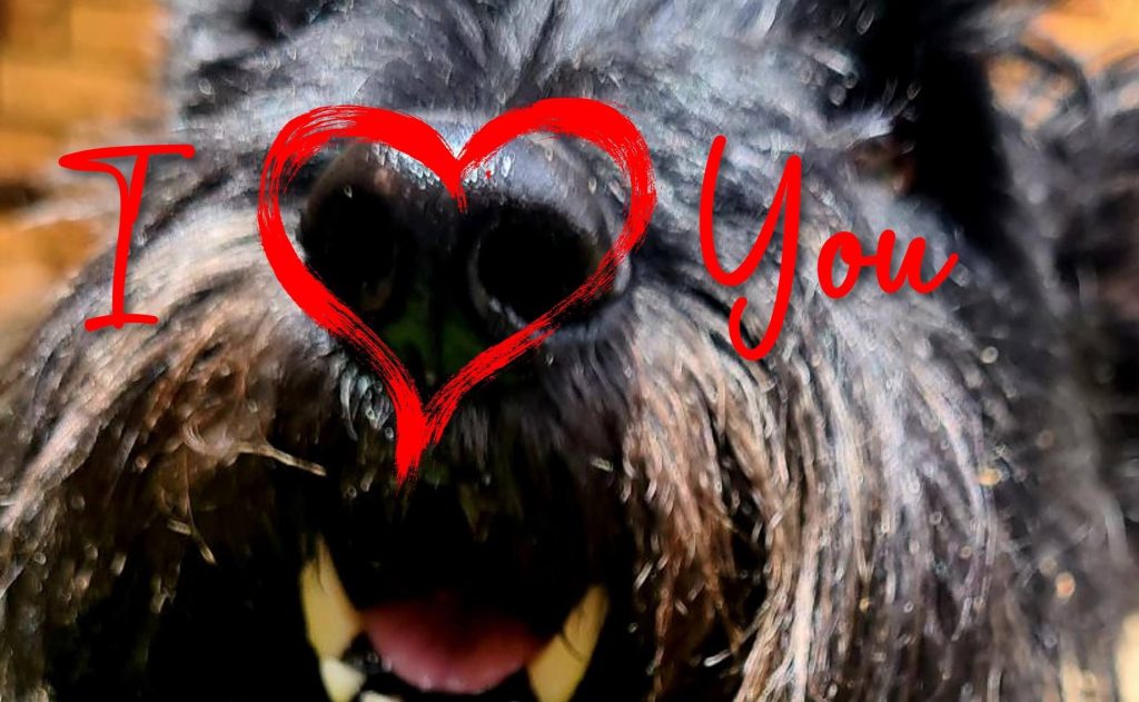 Flash nose love - Dog love